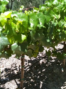 Grapevines at Mumm